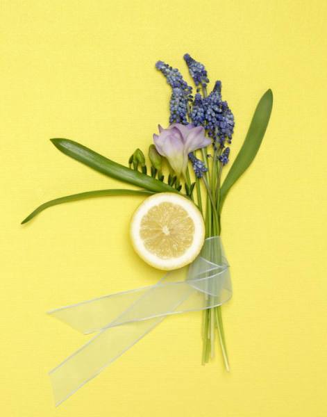 Photograph Natasha Nicholson Natnic_lemon_slice on One Eyeland